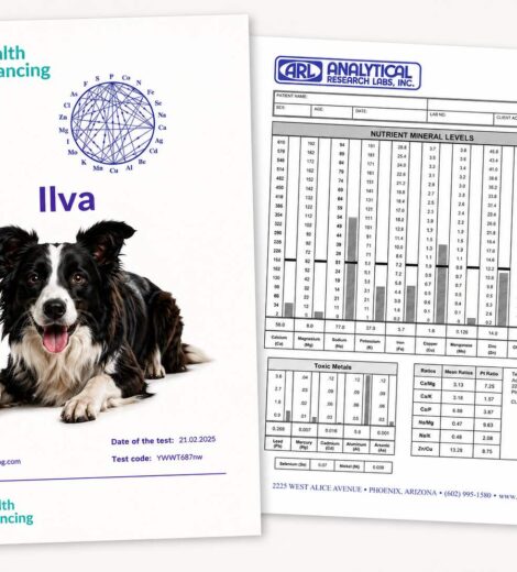 Health Balancing dog mineral analysis report featuring Ilva and nutrient mineral levels from elemental hair analysis