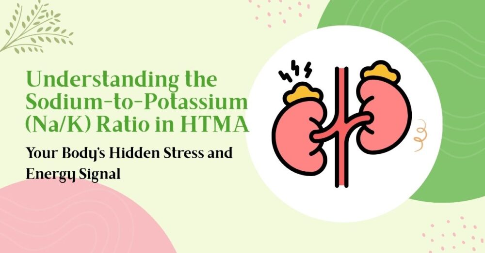 Illustration of kidneys representing the sodium-to-potassium (Na/K) ratio in hair tissue mineral analysis, showing its role in stress response and energy balance.