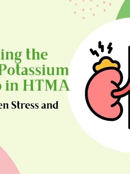 Illustration of kidneys representing the sodium-to-potassium (Na/K) ratio in hair tissue mineral analysis, showing its role in stress response and energy balance.