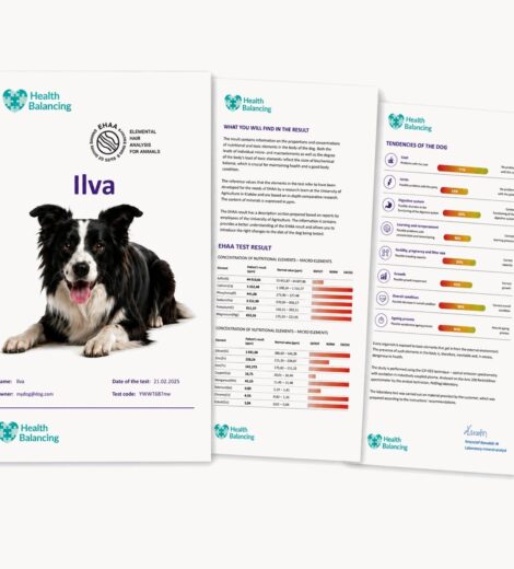 Health Balancing dog hair mineral analysis report showing Ilva's elemental analysis and health tendencies