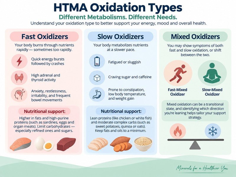 HTMA oxidation types infographic comparing fast, slow, and mixed oxidizers, including common symptoms and nutritional support.