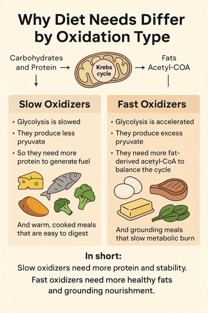 Infographic showing how dietary needs differ between slow oxidizers and fast oxidizers based on HTMA oxidation rate.