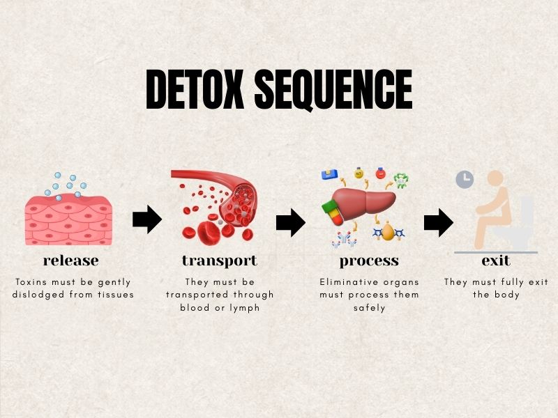 Diagram showing the detox sequence of release, transport, processing by eliminative organs, and exit from the body