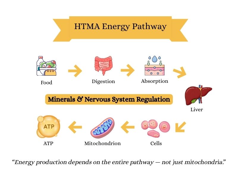 Diagram showing the HTMA energy pathway from food through digestion, absorption, liver function, cells, mitochondria, and ATP production, influenced by minerals and nervous system regulation

