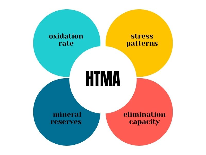HTMA overview diagram showing oxidation rate, stress patterns, mineral reserves, and elimination capacity
