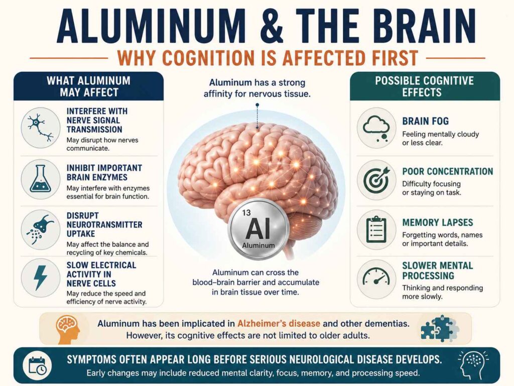 Infographic explaining how aluminum may affect the brain and nervous system, including impacts on nerve signaling, neurotransmitters, memory, concentration, brain fog, and cognitive processing speed.
