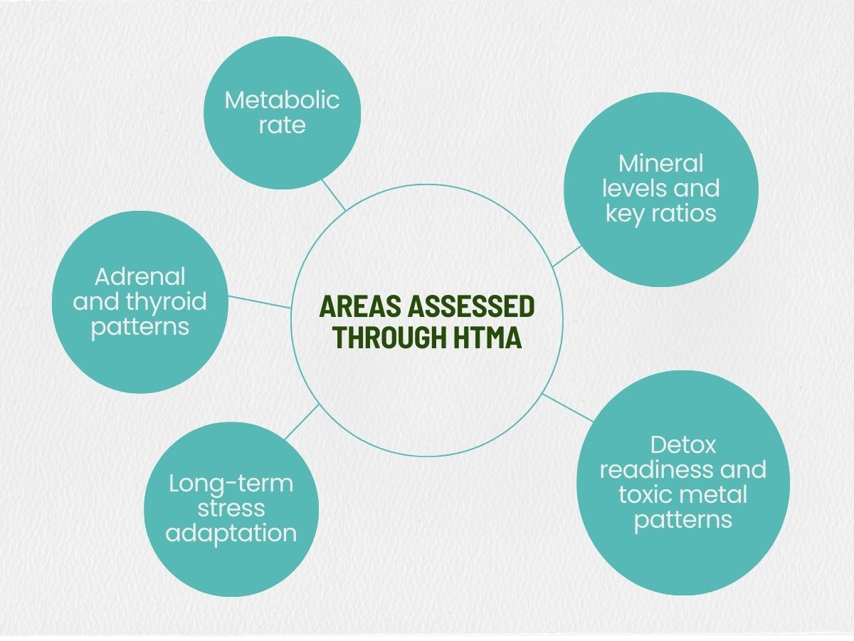 areas-assessed-through-htma-hair-tissue-mineral-analysis.jpg Diagram showing areas assessed through Hair Tissue Mineral Analysis, including metabolic rate, mineral levels and ratios, adrenal and thyroid patterns, long-term stress adaptation, and detox readiness
