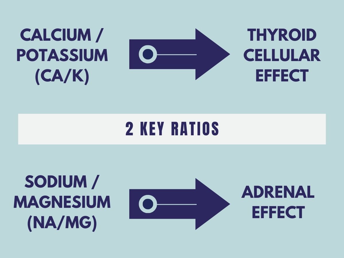 calcium-potassium-sodium-magnesium-ratios-thyroid-adrenal-effects.jpg Diagram showing two key mineral ratios: Calcium to Potassium (Ca/K) indicating thyroid cellular effect, and Sodium to Magnesium (Na/Mg) indicating adrenal effect.