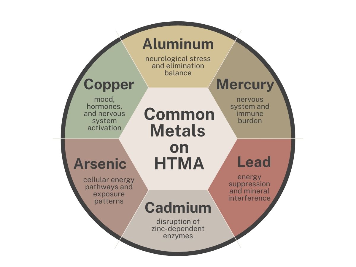 Circular infographic showing common metals on HTMA testing, including aluminum, mercury, lead, cadmium, arsenic, and copper, with their associated biological effects.