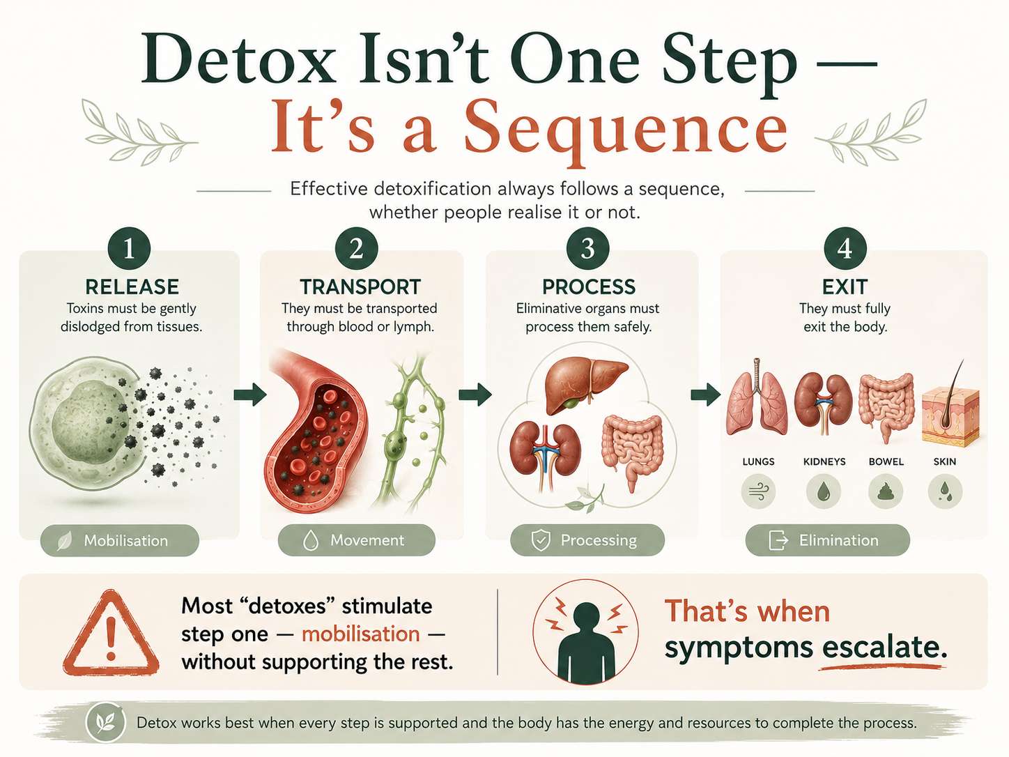 Infographic showing the four stages of effective detoxification: release of toxins from tissues, transport through blood or lymph, processing by the liver, kidneys and bowel, and complete elimination from the body.
