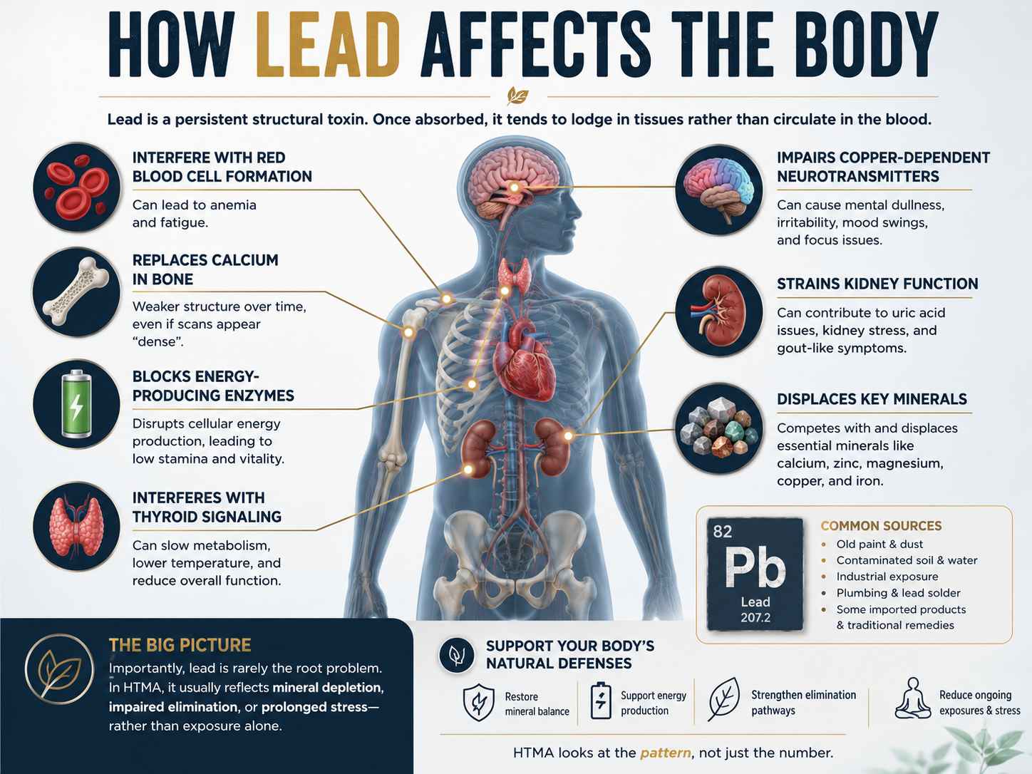 Infographic showing how lead affects the body, including impacts on red blood cells, bones, energy production, kidneys, thyroid function, neurotransmitters, and mineral balance.