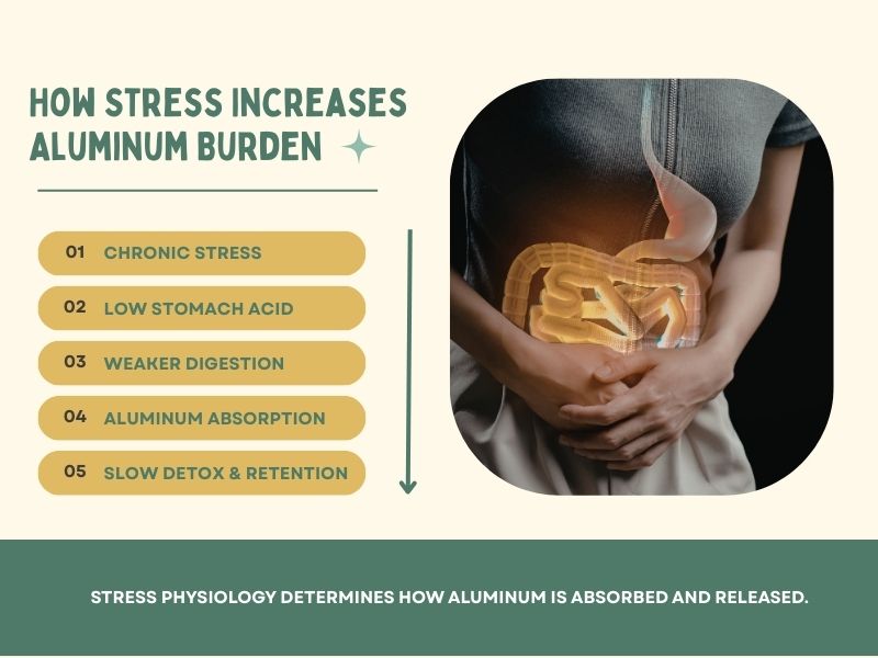 Diagram showing how chronic stress increases aluminum burden through low stomach acid, weaker digestion, increased aluminum absorption, and slower detoxification in the gut.