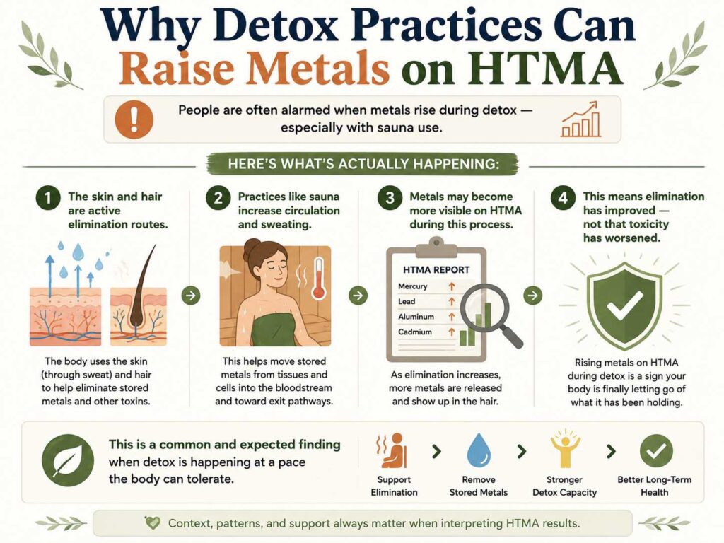 Infographic explaining why detox practices such as sauna can temporarily raise toxic metal levels on Hair Tissue Mineral Analysis (HTMA), showing how increased circulation and sweating support elimination through the skin and hair, making stored metals more visible as the body improves its elimination capacity.