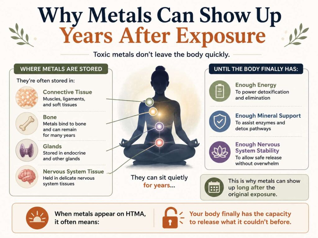 Infographic explaining why toxic metals can appear years after exposure on Hair Tissue Mineral Analysis (HTMA), showing where metals are stored in connective tissue, bone, glands, and nervous system tissue, and how improved energy, mineral support, and nervous system stability can allow the body to release long-stored metals.