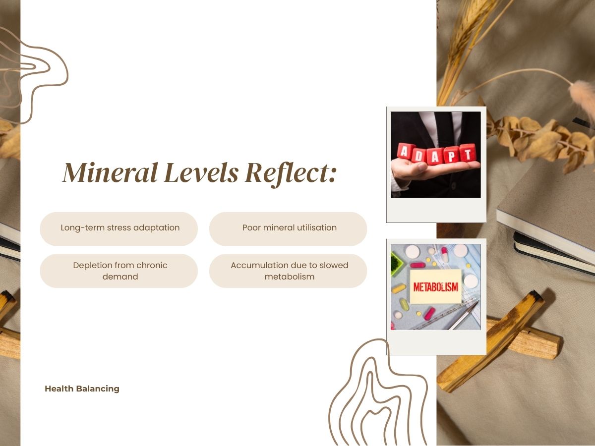HTMA mineral levels showing stress adaptation, depletion, and slowed metabolism patterns