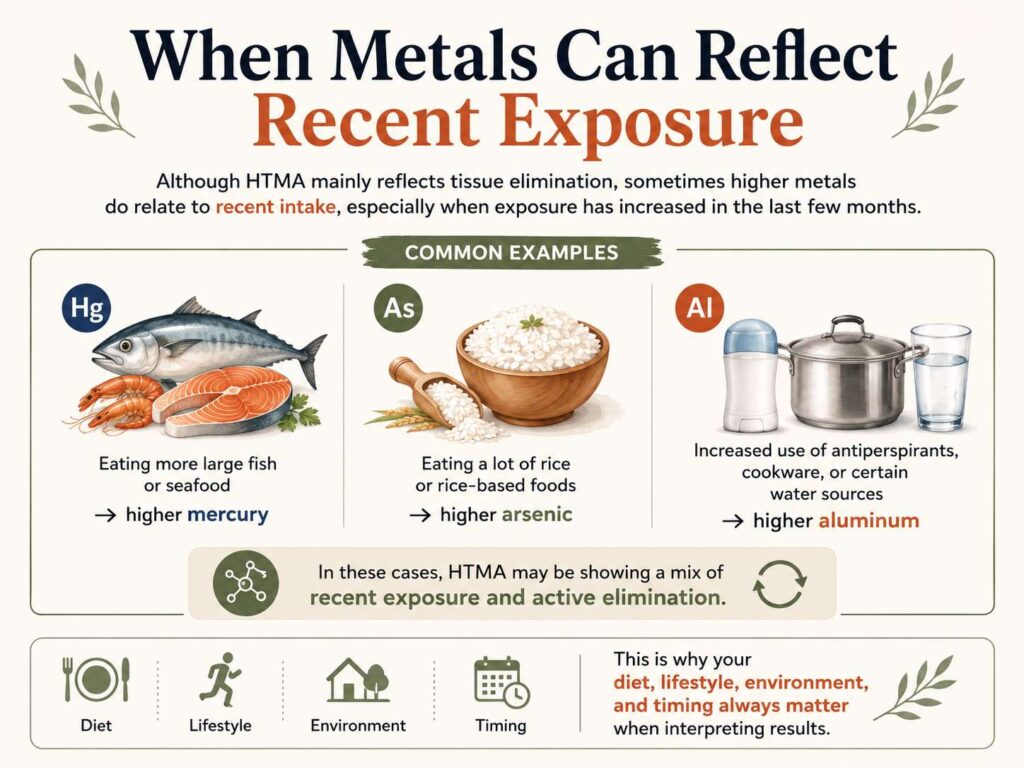 Infographic explaining how recent exposure can affect toxic metal levels on Hair Tissue Mineral Analysis (HTMA), showing common sources of mercury from fish, arsenic from rice, and aluminum from antiperspirants, cookware, and water, while emphasizing that HTMA reflects both recent exposure and active elimination.