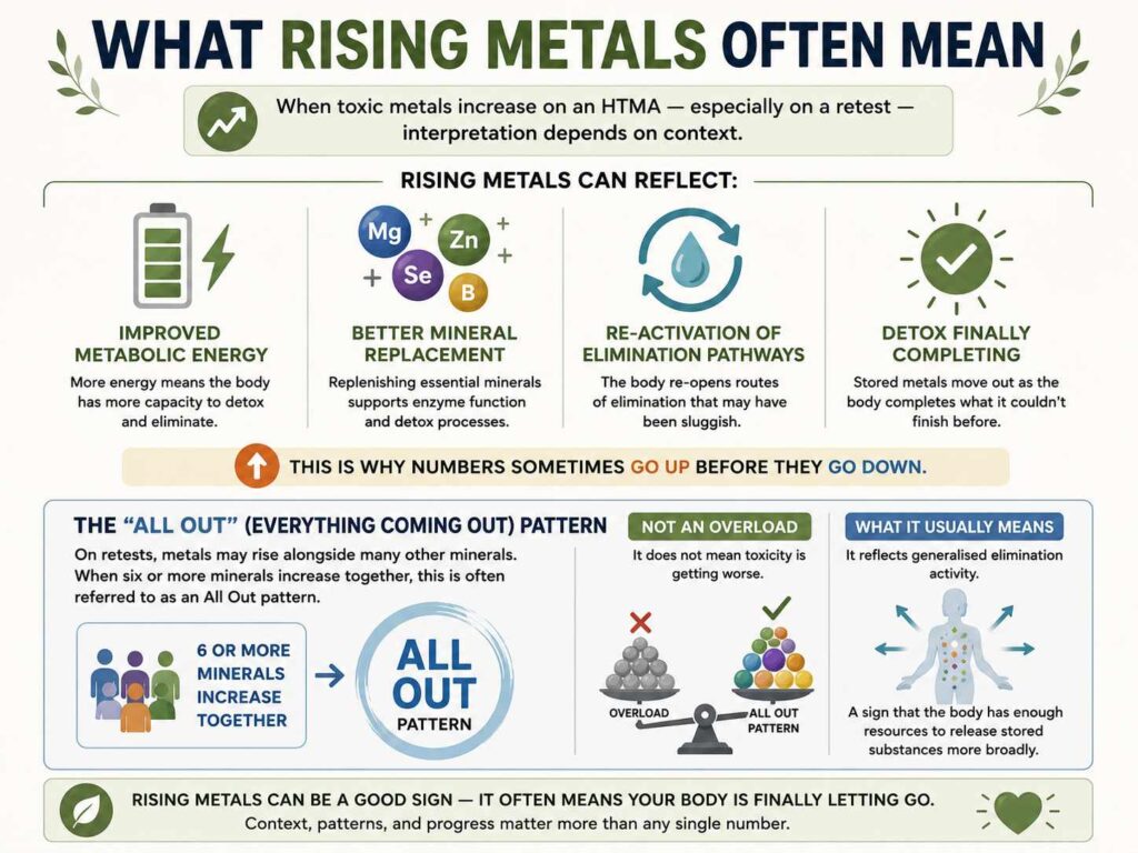 Infographic explaining what rising toxic metals on Hair Tissue Mineral Analysis (HTMA) often mean, showing how increased metal levels can reflect improved metabolic energy, mineral replacement, reactivated elimination pathways, and the "All Out" pattern, where multiple minerals rise together as a sign of increased elimination rather than overload.