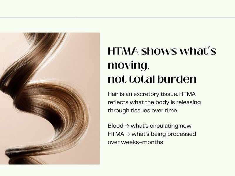 HTMA educational graphic showing a strand of hair explaining that hair mineral analysis reflects what the body is processing and releasing over time, not total toxic burden.