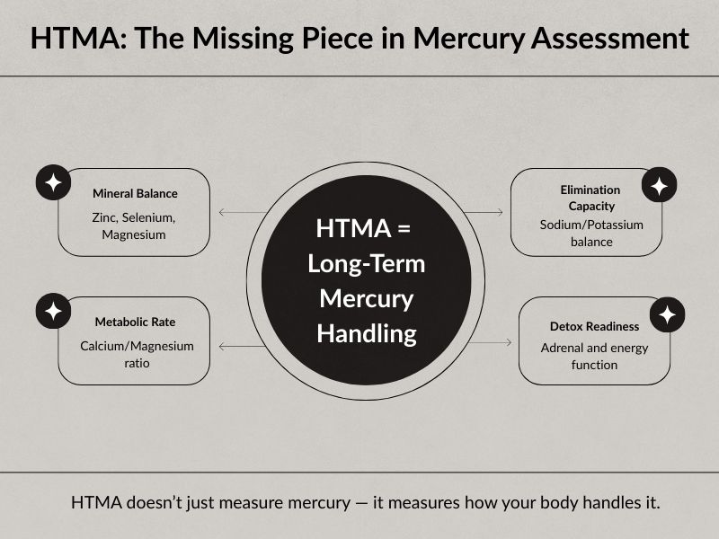 Infographic titled HTMA: The Missing Piece in Mercury Assessment, showing how Hair Tissue Mineral Analysis evaluates long-term mercury handling through mineral balance, metabolic rate, elimination capacity, and detox readiness.
