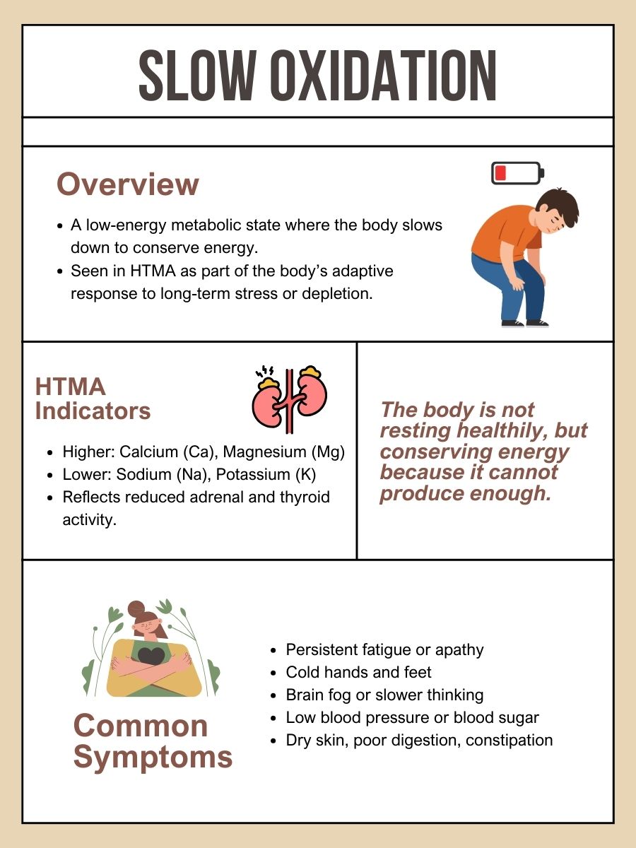 Slow oxidation overview in HTMA showing low energy metabolism, mineral indicators, adrenal and thyroid activity, and common symptoms such as fatigue and cold hands