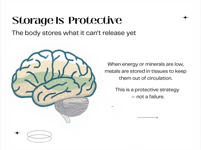 Illustration of a brain with the text "Storage is protective," explaining that when minerals or energy are low, the body stores toxic metals in tissues as a protective mechanism.