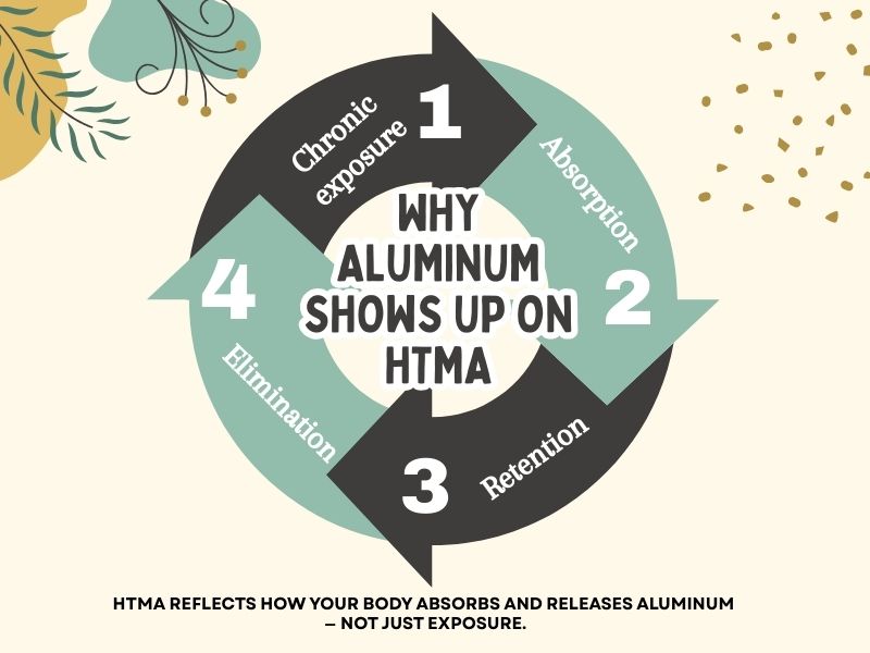Infographic explaining why aluminum shows up on HTMA, highlighting chronic exposure, absorption, retention, and elimination cycles.