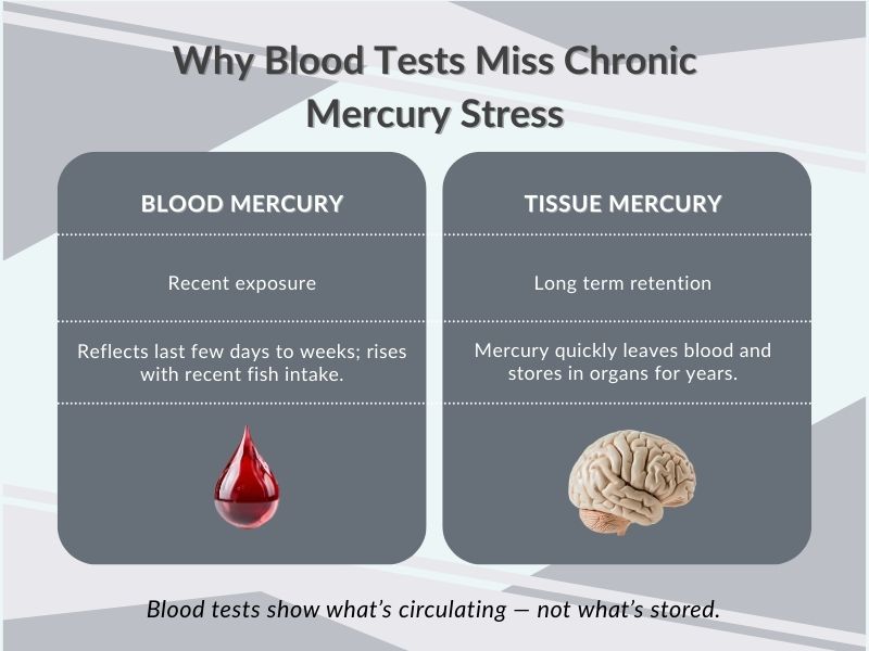 Infographic explaining why blood tests miss chronic mercury stress, comparing blood mercury as a marker of recent exposure with tissue mercury as a marker of long-term retention in organs.
