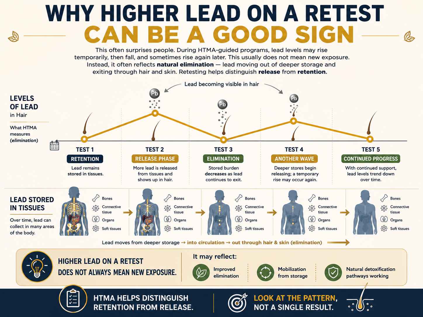 HTMA infographic showing why lead levels may temporarily increase on a retest as stored lead is released and eliminated through the body's natural detoxification processes.