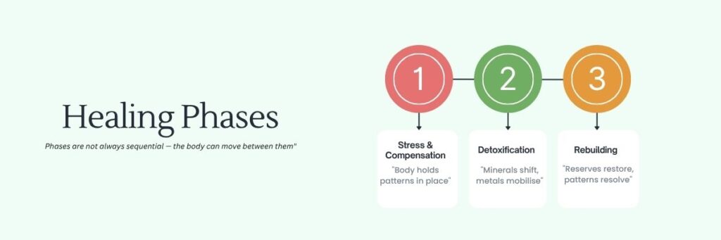 htma-healing-phases-stress-detox-rebuilding-diagram.jpg