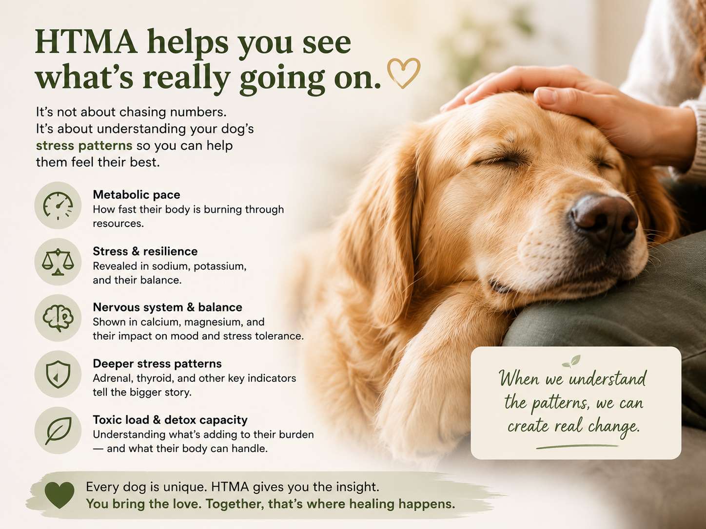 Emotional educational graphic showing a relaxed golden retriever being comforted while explaining how HTMA helps identify stress patterns, metabolic balance, and nervous system health in dogs.