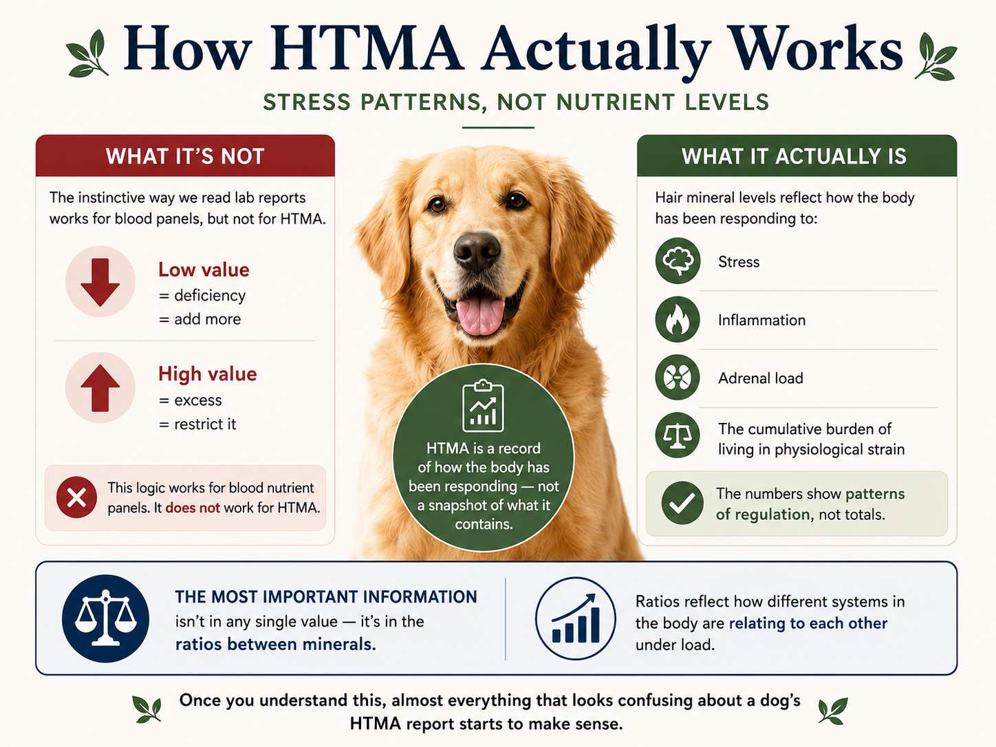Educational infographic explaining how HTMA works in dogs, showing that hair mineral analysis reflects stress patterns and mineral ratios rather than simple nutrient deficiencies, alongside a golden retriever and comparison panels.