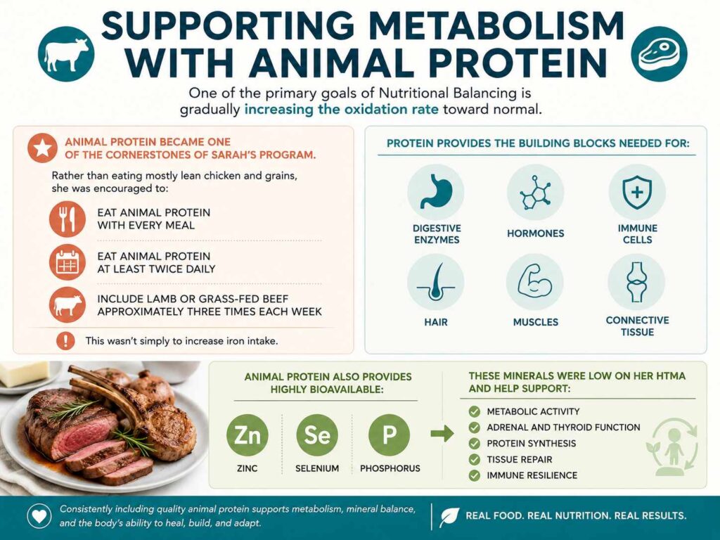 Infographic explaining how animal protein supports metabolism in Nutritional Balancing by providing essential amino acids and bioavailable minerals including zinc, selenium, and phosphorus to support digestion, hormone production, immune function, tissue repair, and metabolic activity.
